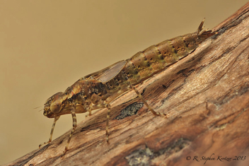 Aeshna umbrosa, nymph